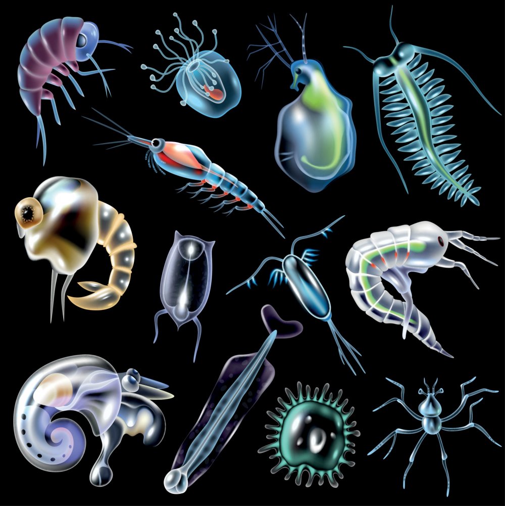 Планктон губка Боб
