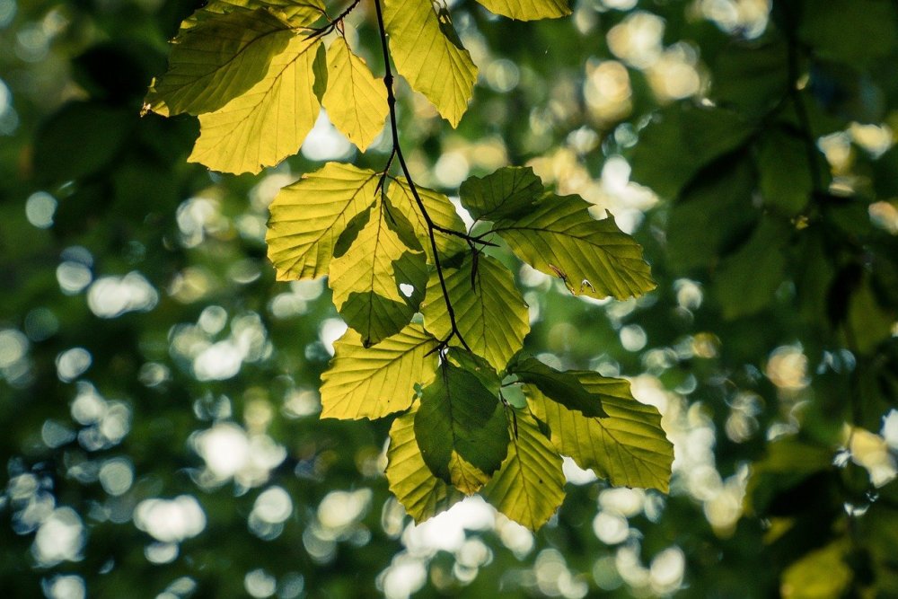 Карагач дерево листья семена