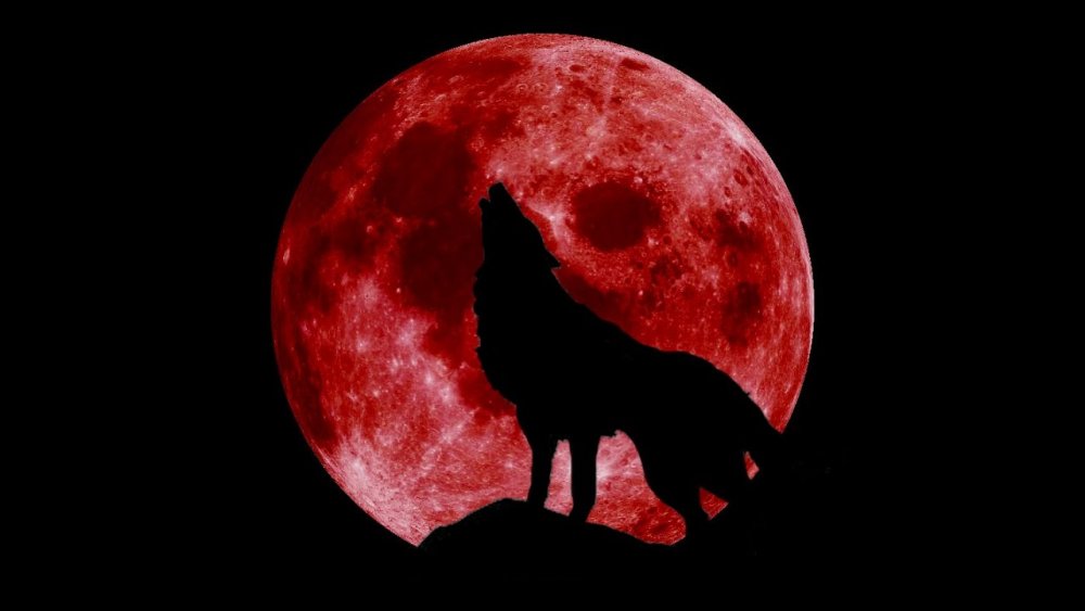 Волк на фоне красной Луны