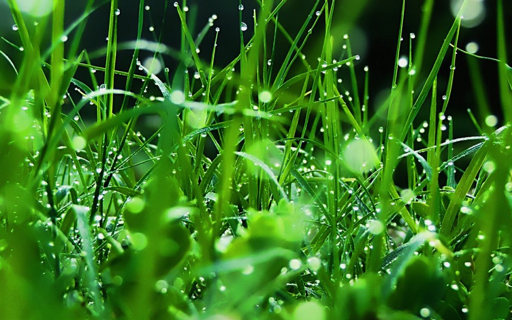 Зеленая трава с росой