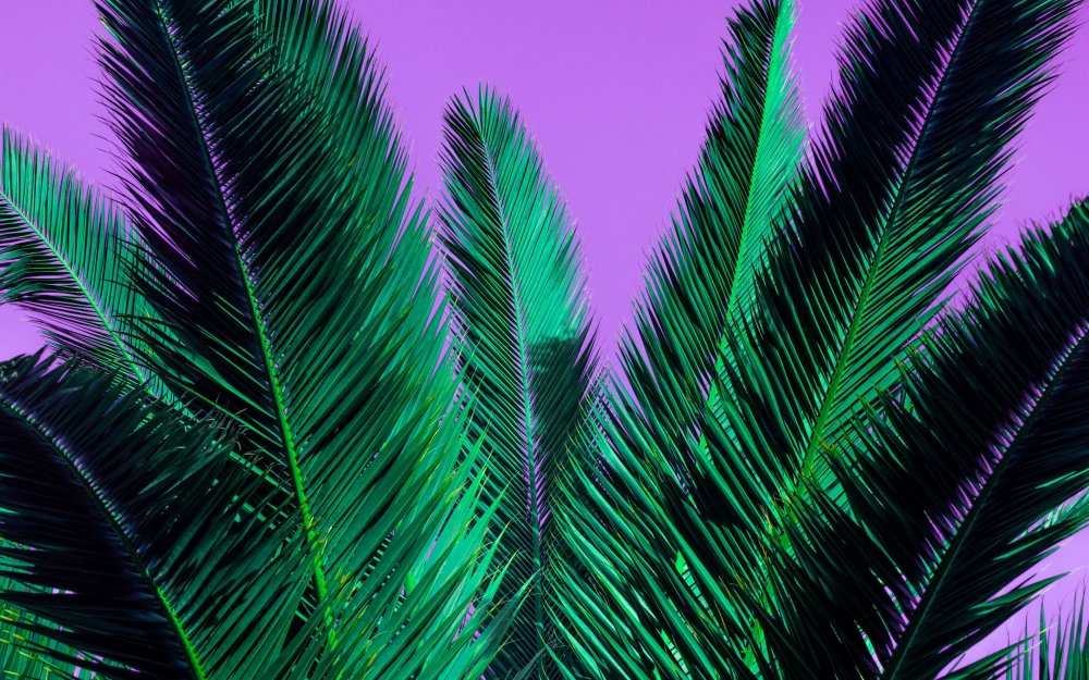 Фон пальмы