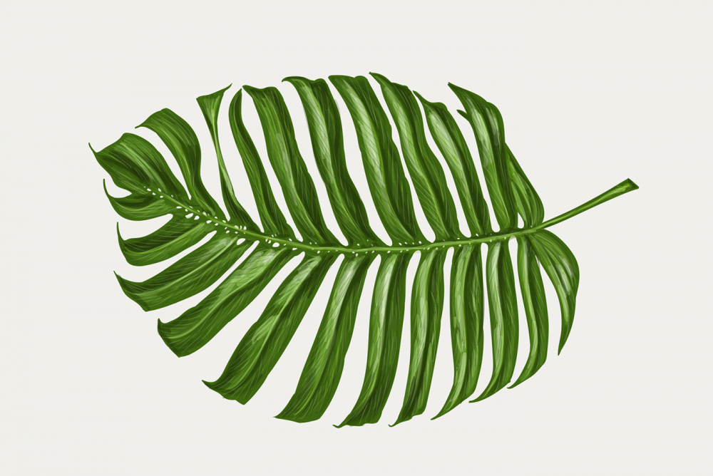 Tropical leaves вектор