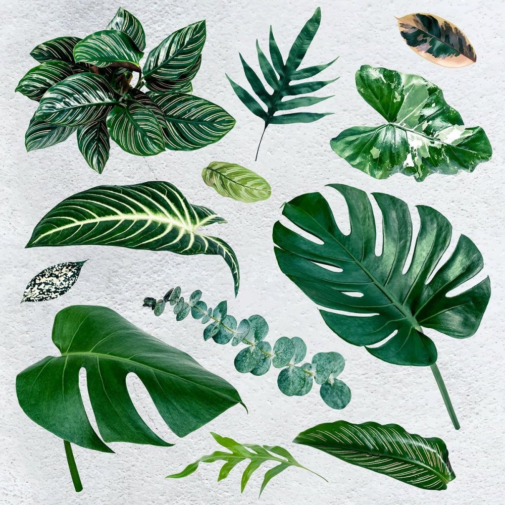 Тропические листья с лучем