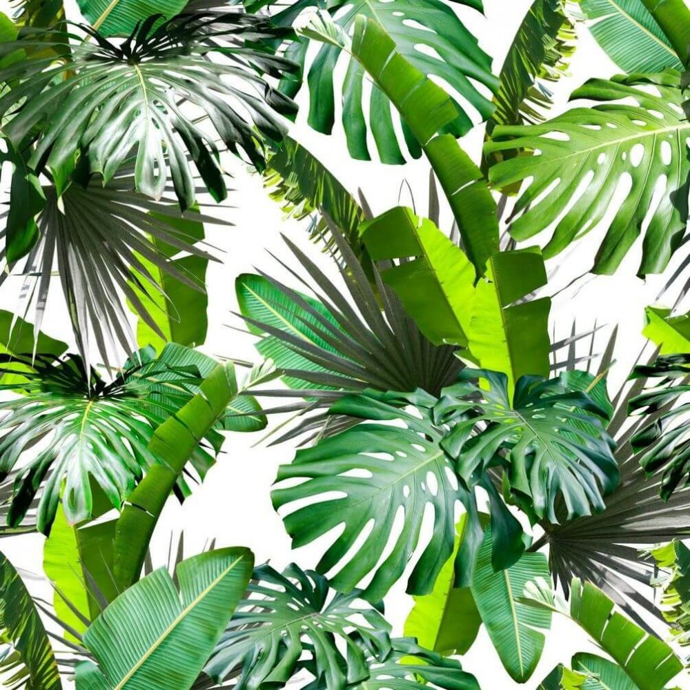 Фотообои мир пальмовые листья
