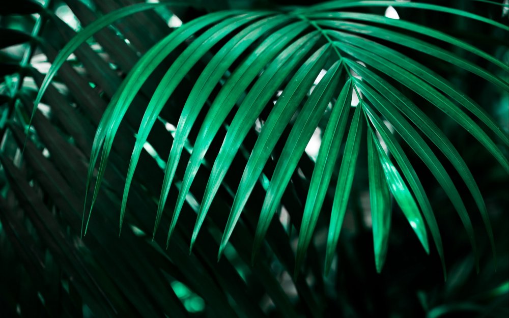 Зеленые листья пальмы