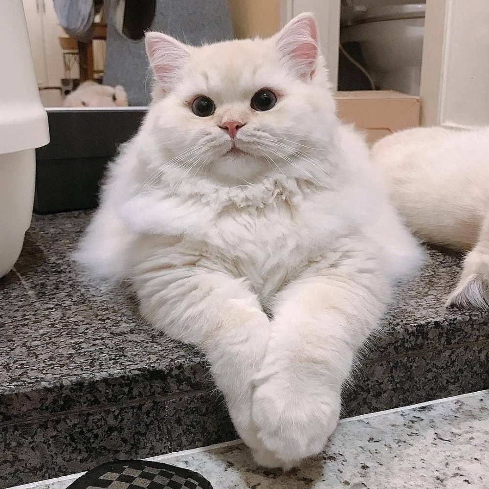 Толстый кот картинки