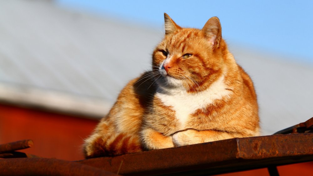 Эгейская кошка рыжая
