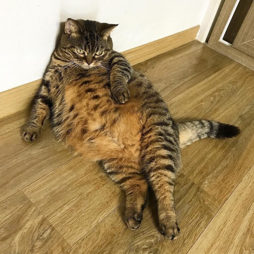 Толстый полосатый кот