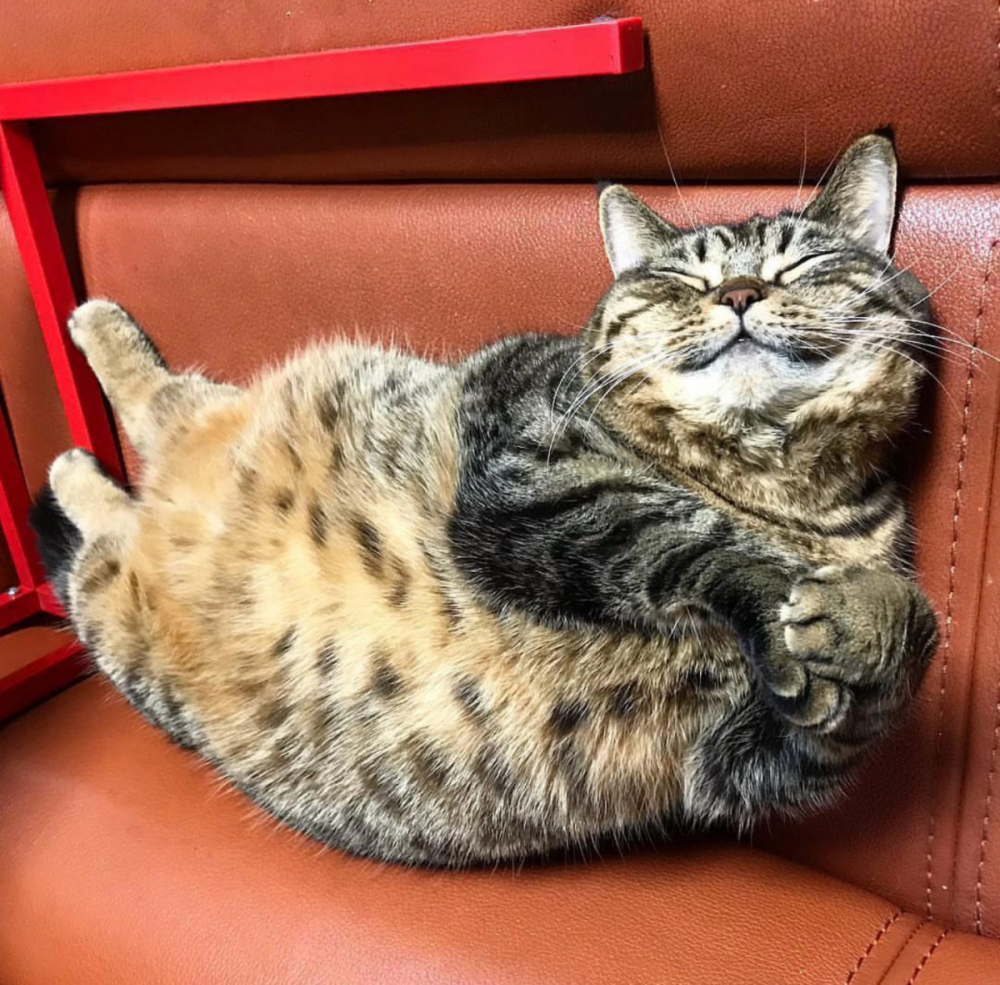 Толстый довольный кот