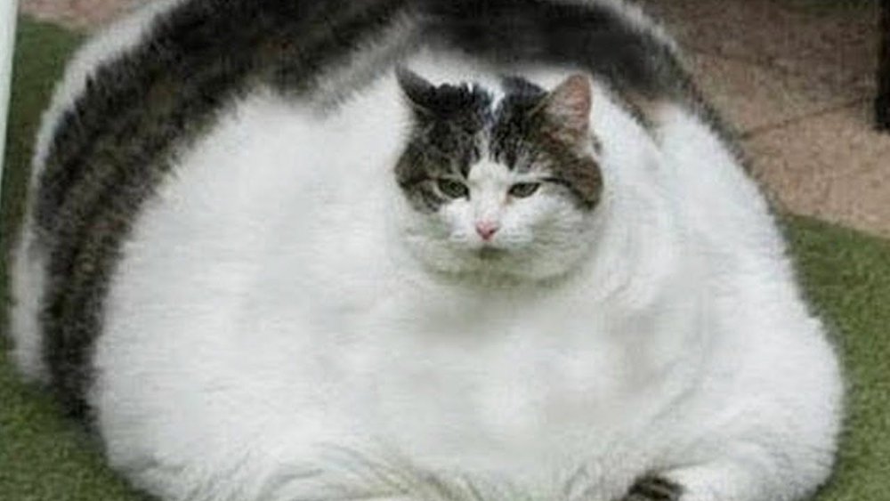 Самые толстые кошки в мире