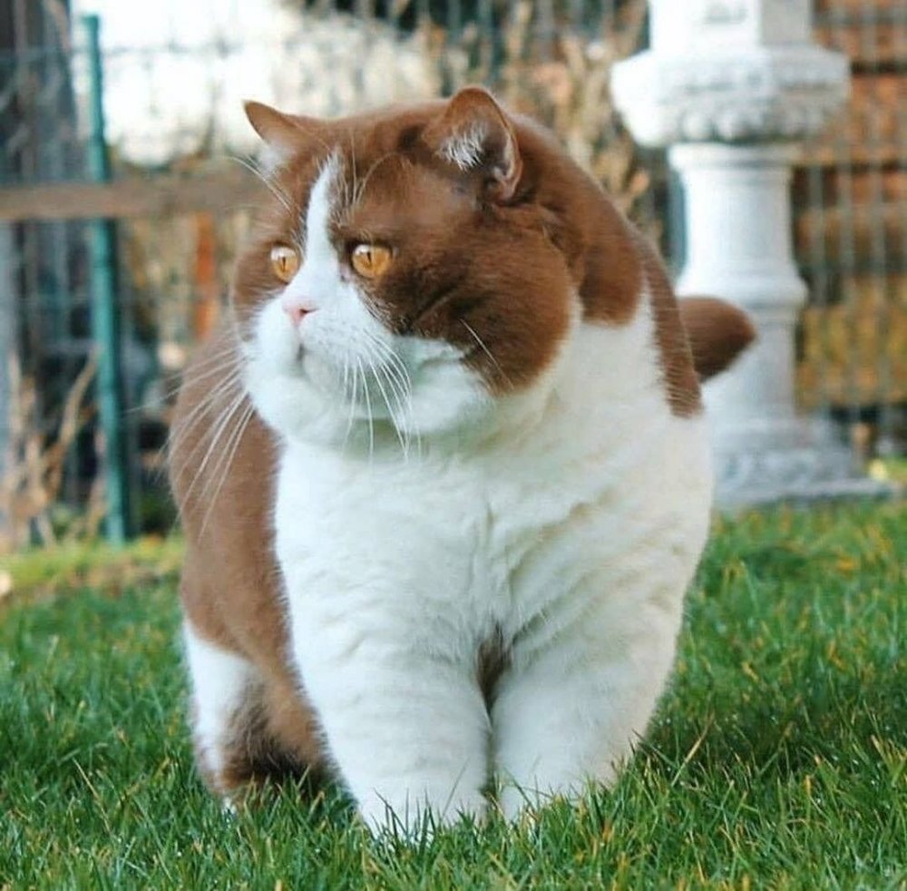 Красивый толстый кот