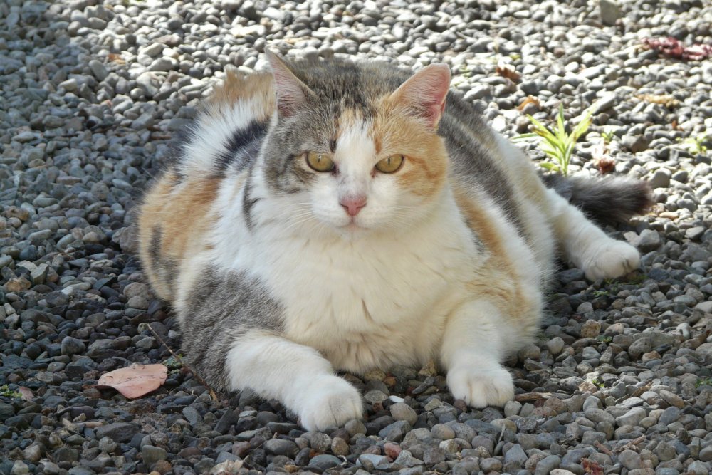 Толстый котенок