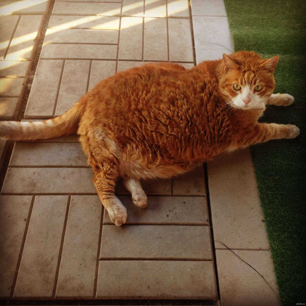 Большой толстый рыжий кот