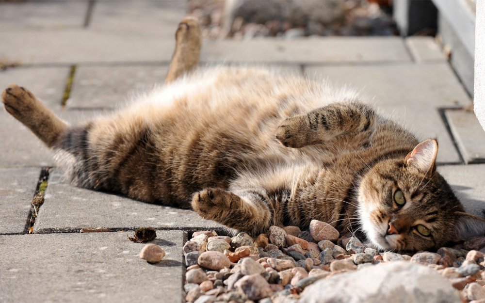 Кот лежит на улице
