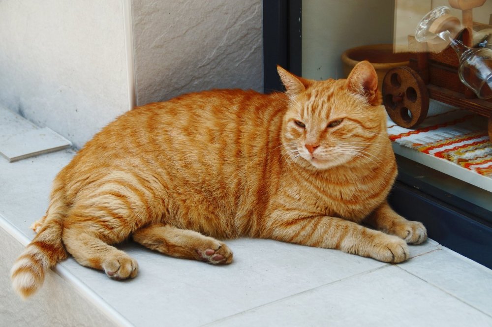 Жирный рыжий кот