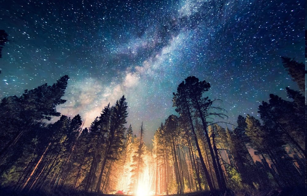 Звездное небо в лесу