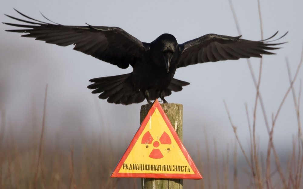 Птицы Чернобыля