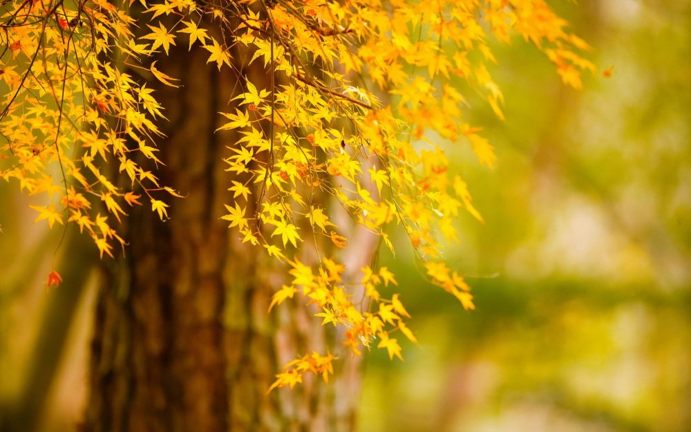 Желтые листья картинки