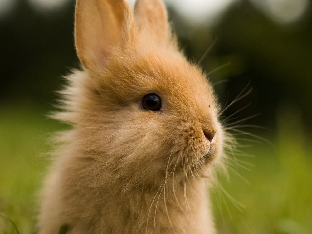 Декоративный кролик Баффи