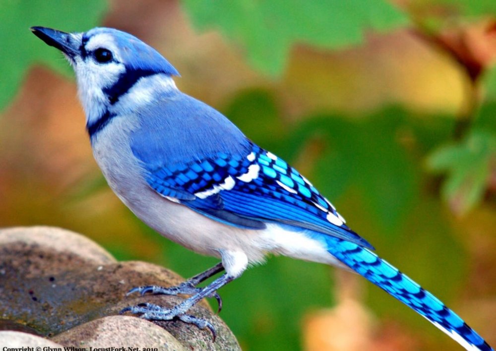 Птичка Сойка голубая