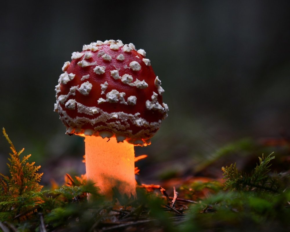 Макросъемка природа грибы
