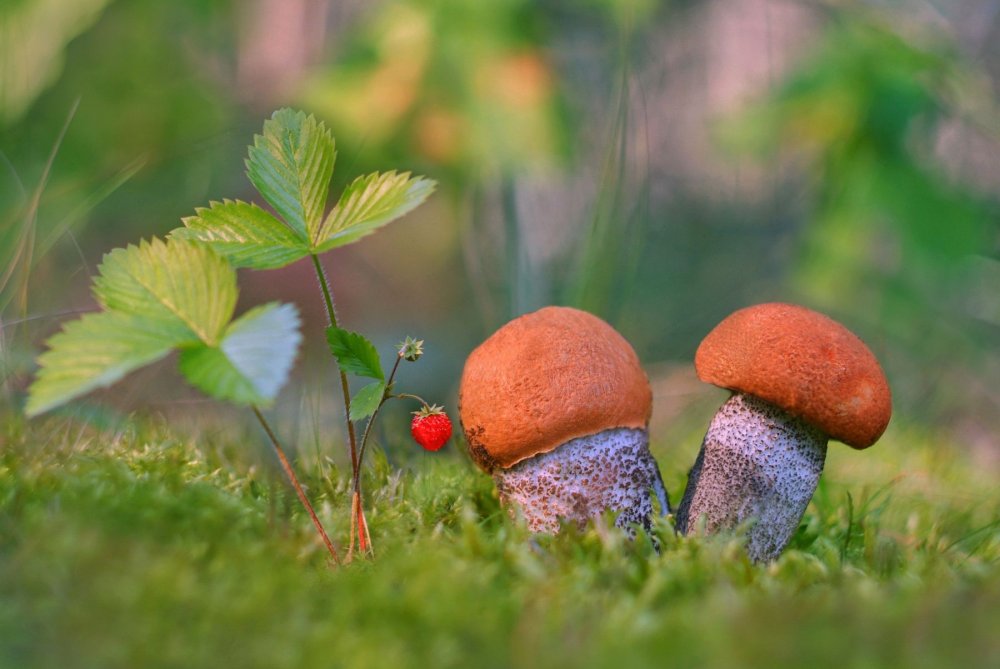 Лес грибы ягоды
