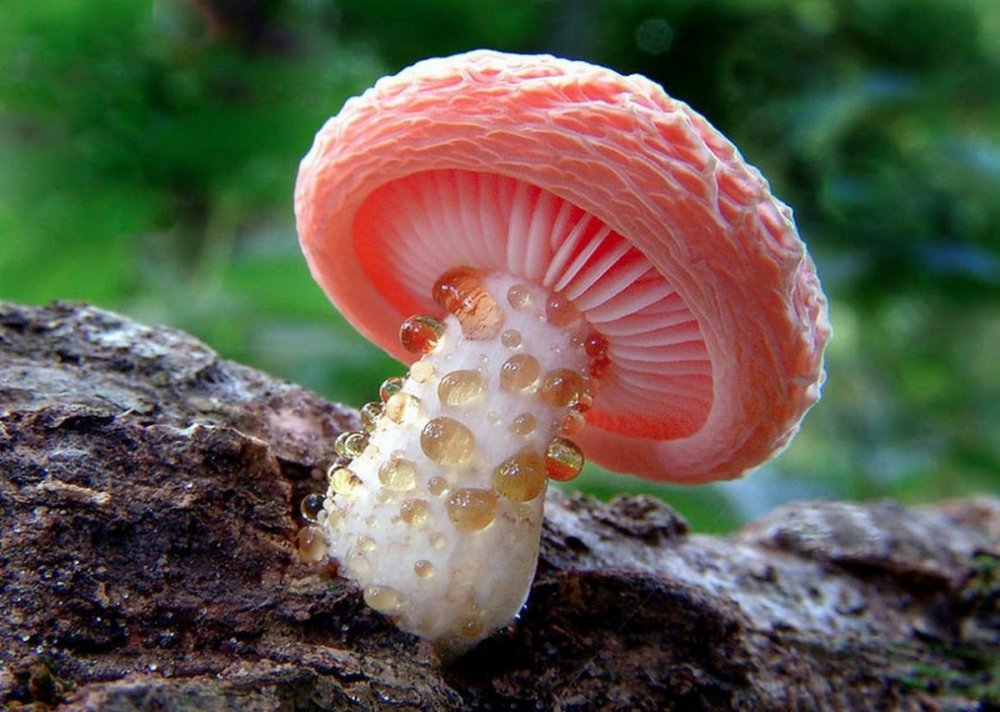 Родотус гриб ядовитый