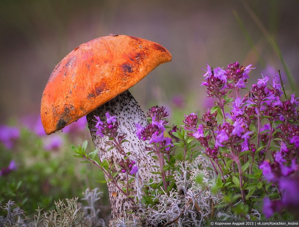 Летние цветы грибы