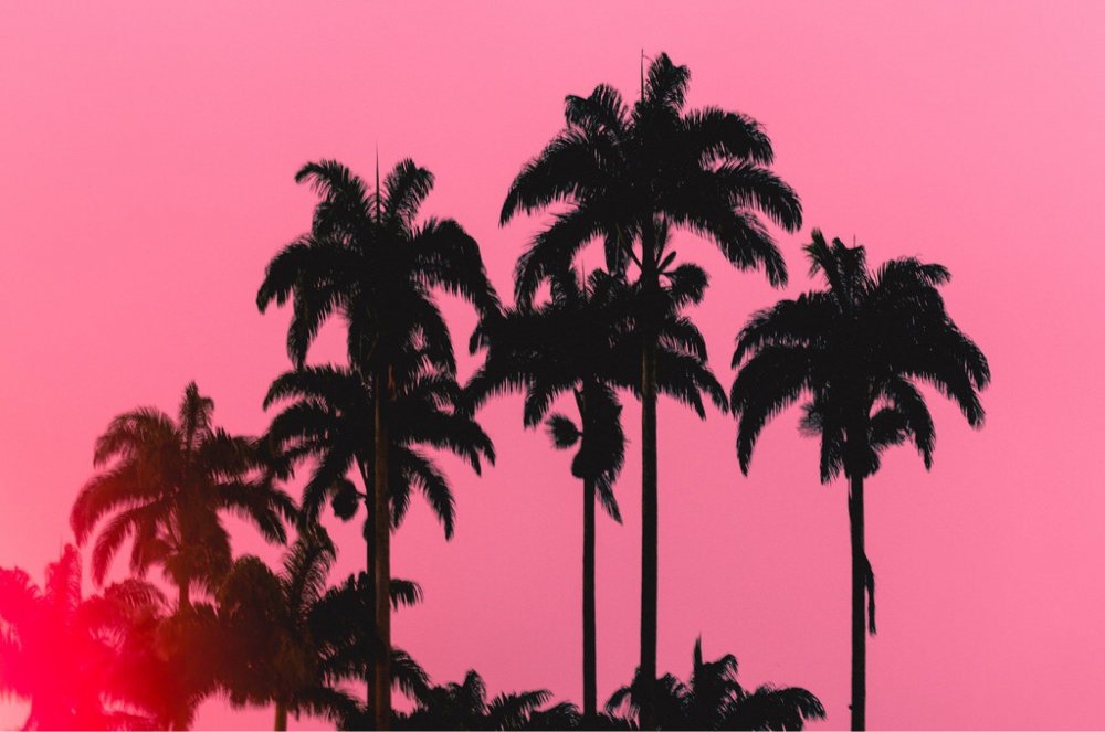 Пальмы розовое небо