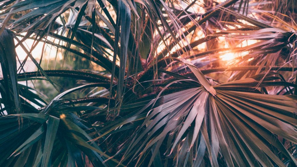 Красивые картинки пальмы