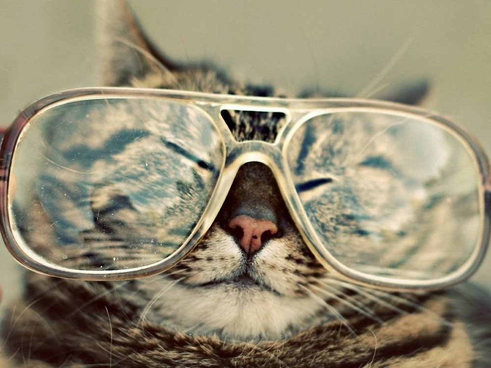 Котики для презентации в очках