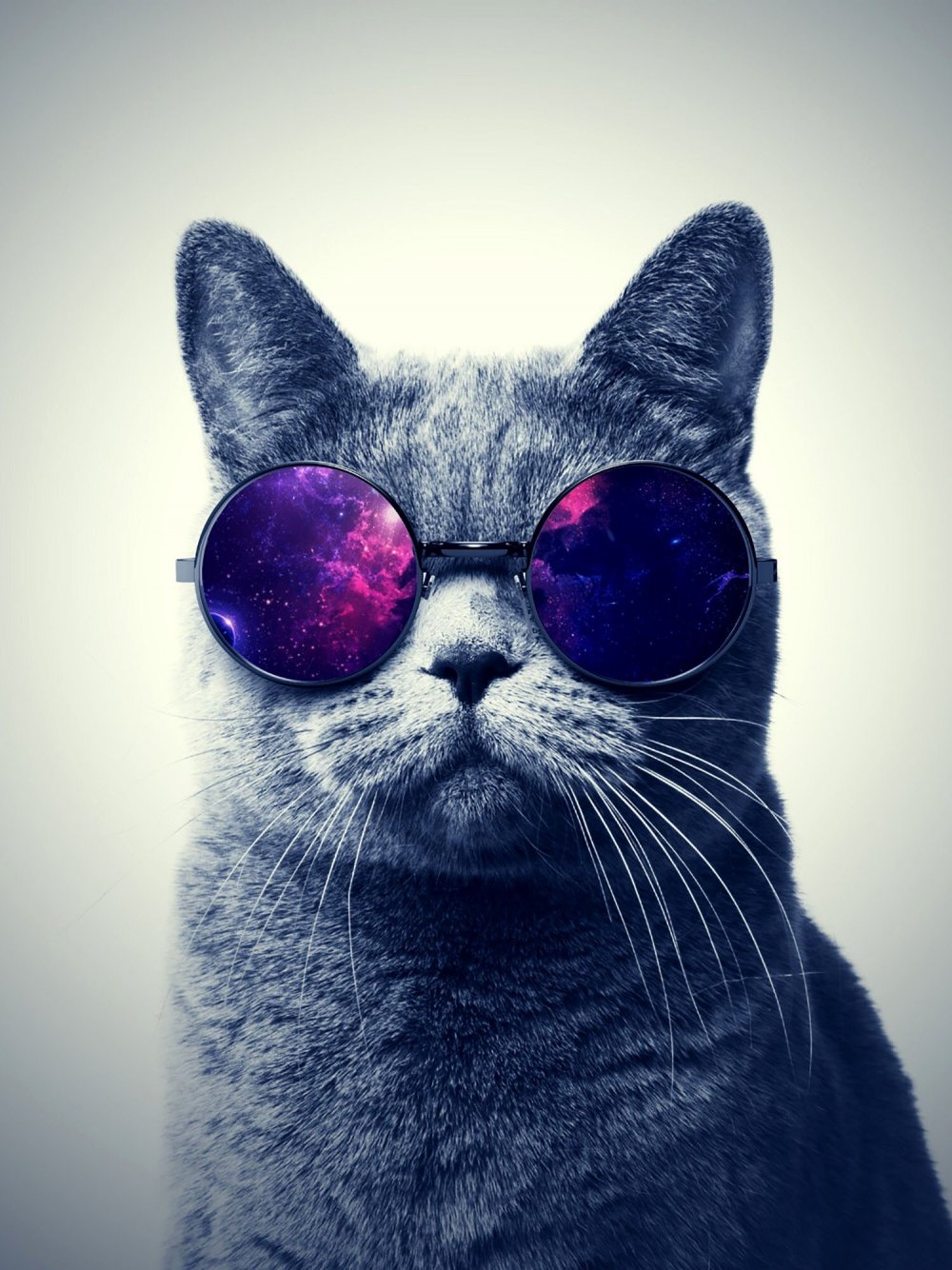Красивый кот в очках