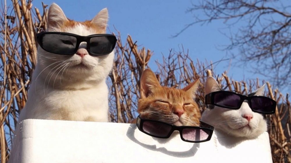 Коты в солнечных очках