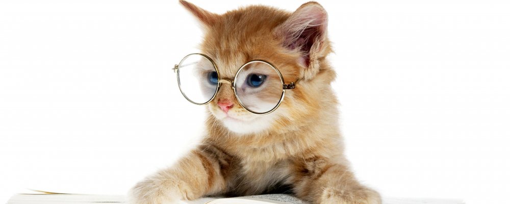 Кот в очках на белом фоне