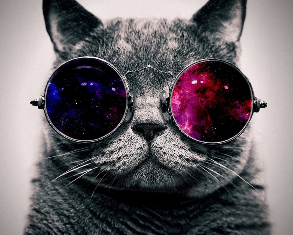 Кот с очками космос