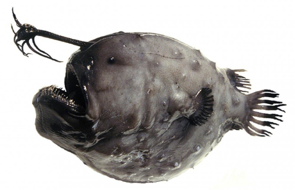 Морской волк рыба зубатка