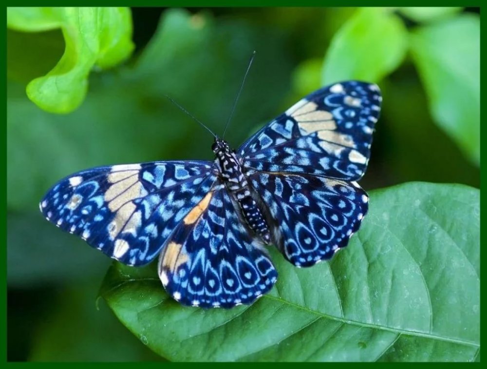 Бабочка Синеглазка