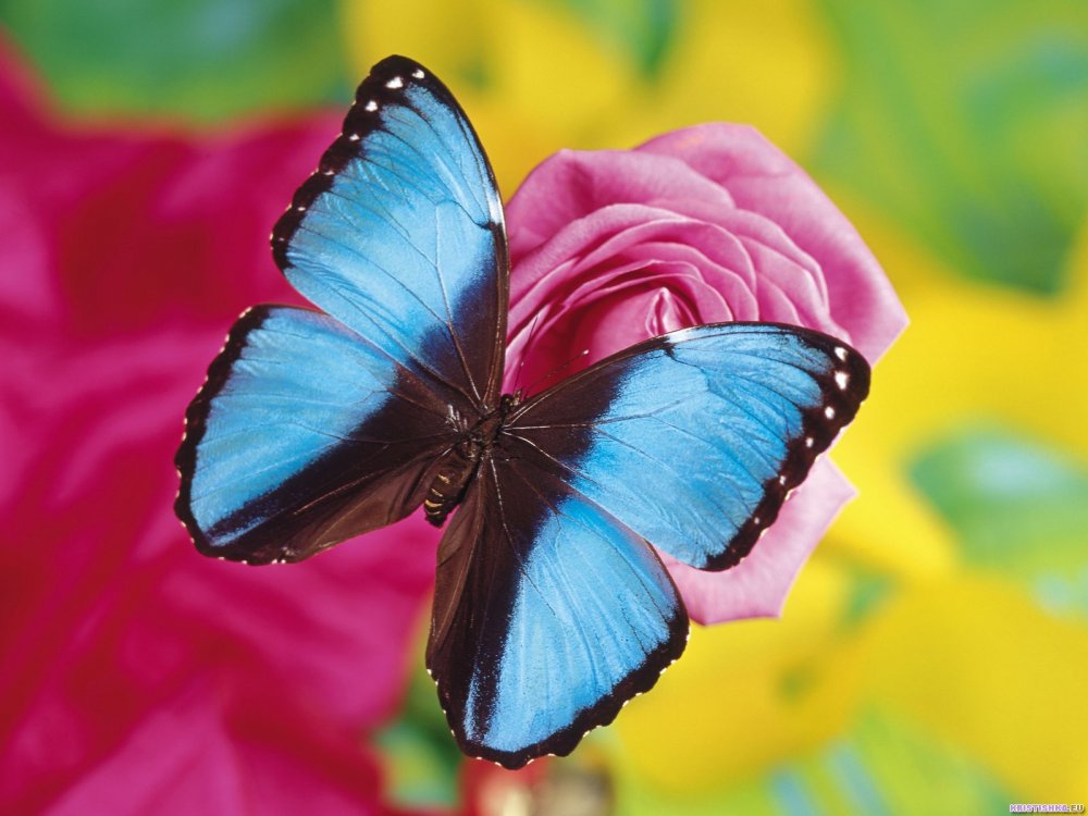 Красивейшая бабочка