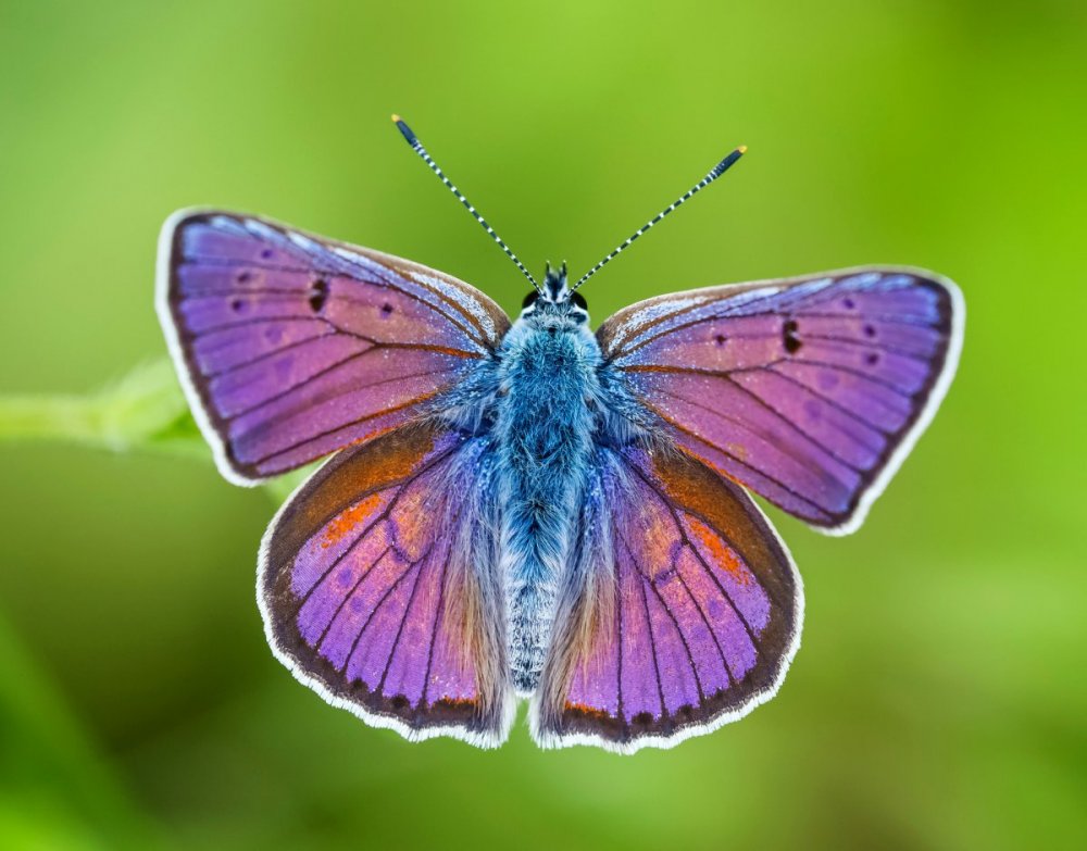 Самая красивая бабочка в мире