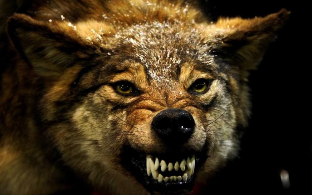 Волк скалит зубы