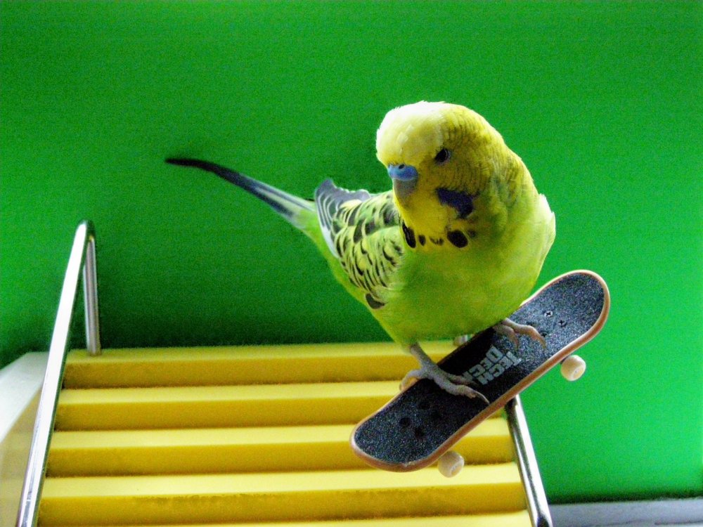 Волнистый попугайчик на скейте