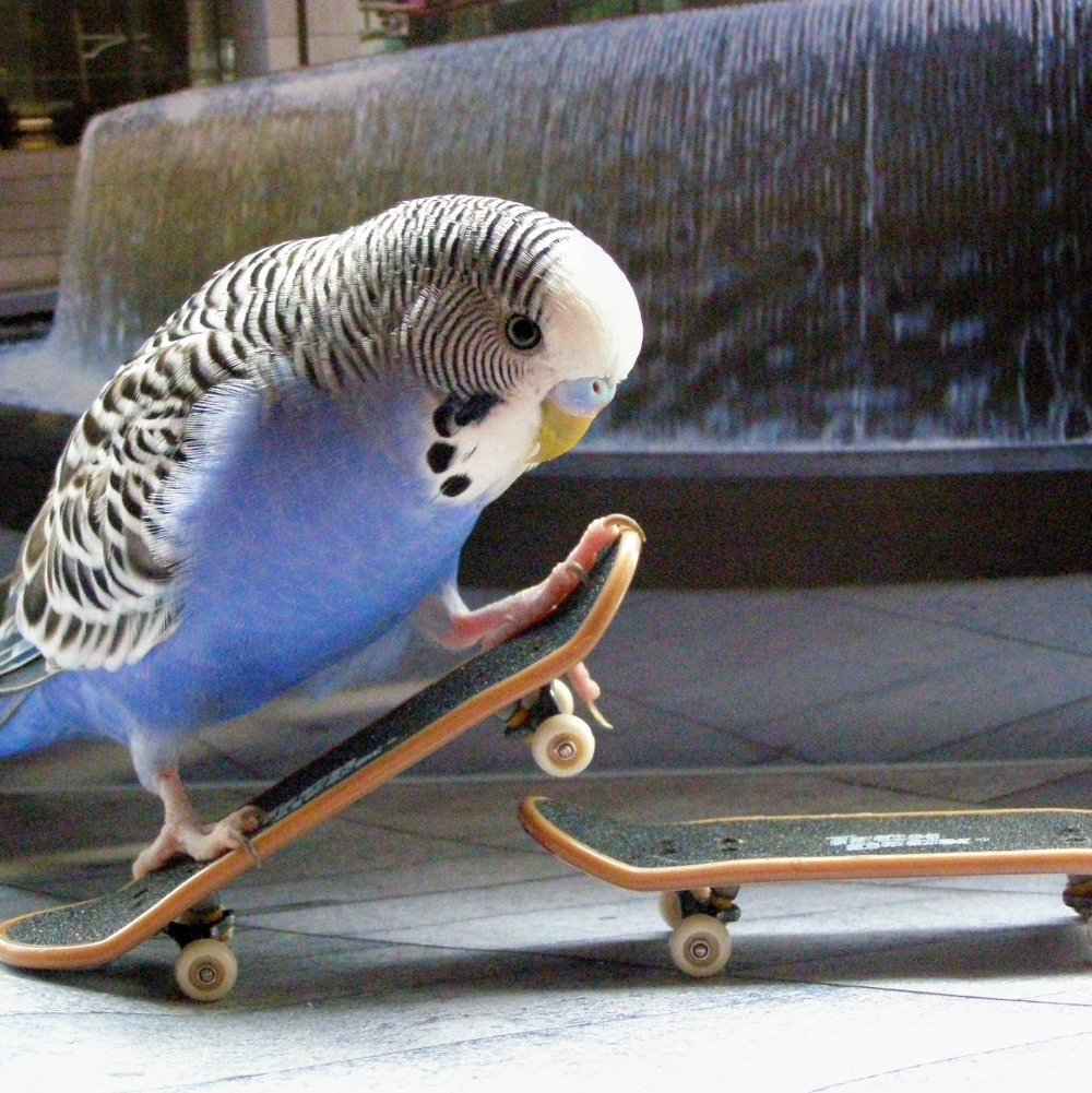Попугай волнистик на скейте