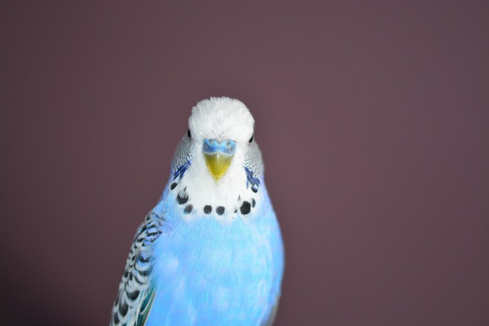 Волнистый попугайчик синий
