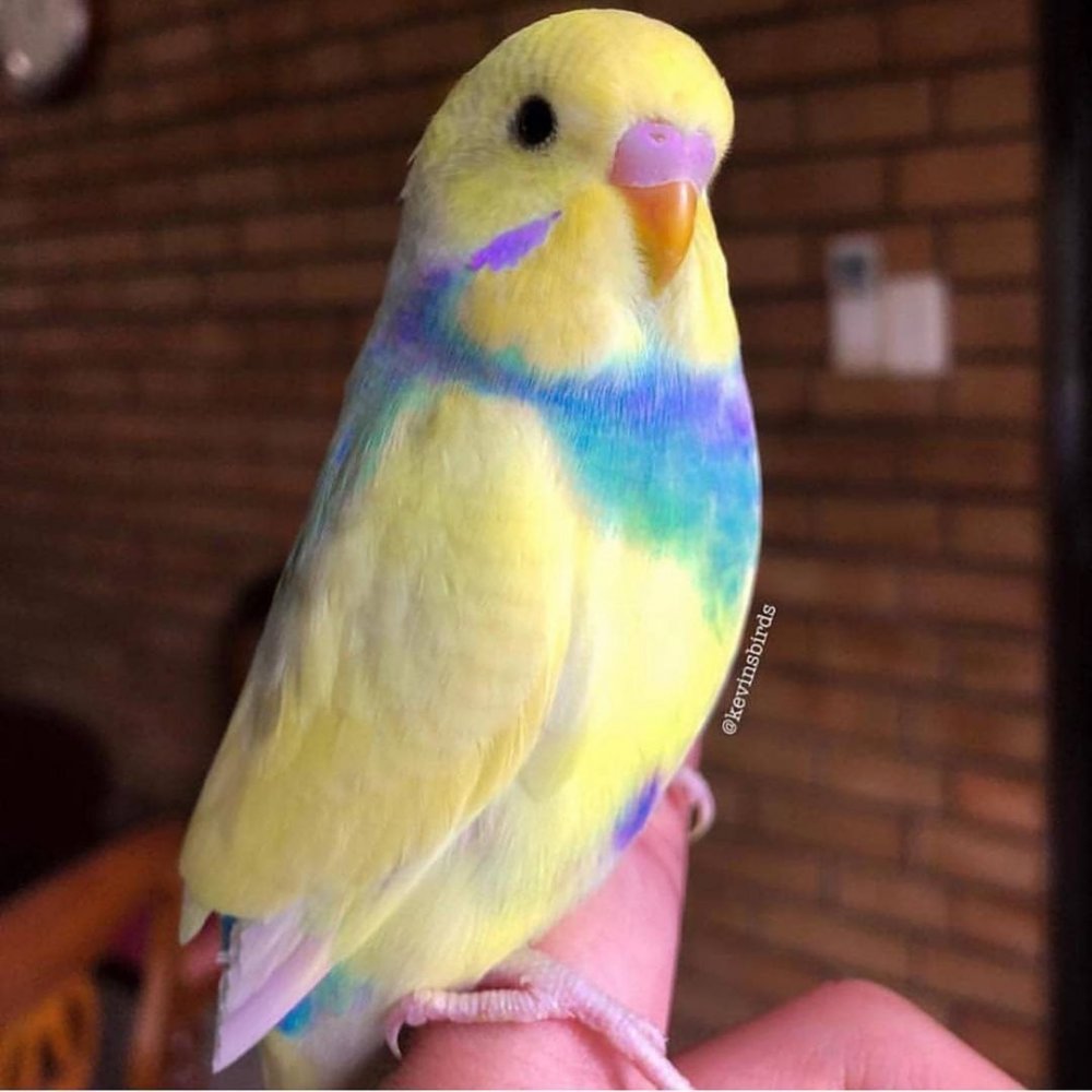 Волнистый попугайчик разноцветный