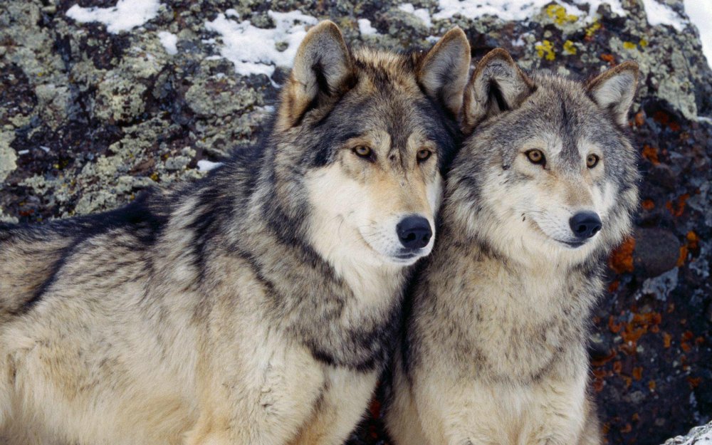 Горные волки Аляски