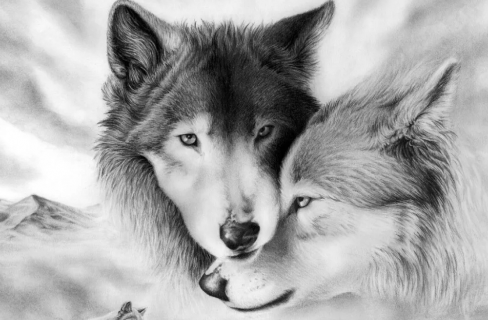 Влюбленные волки картина по номерам