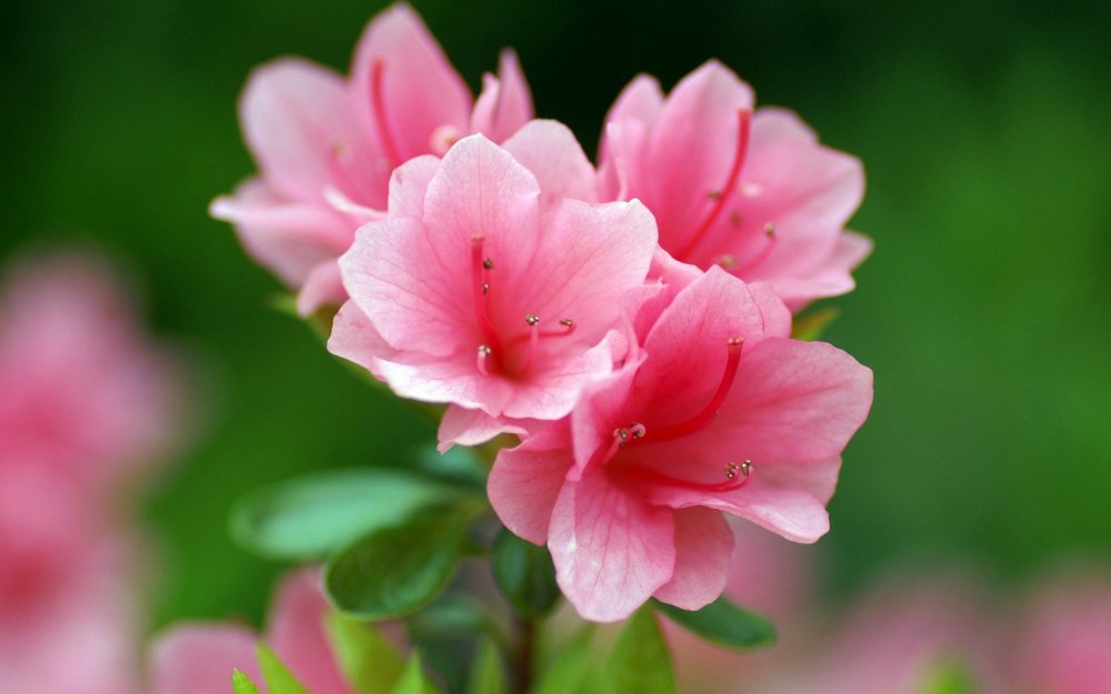 Маленькие розовые цветы