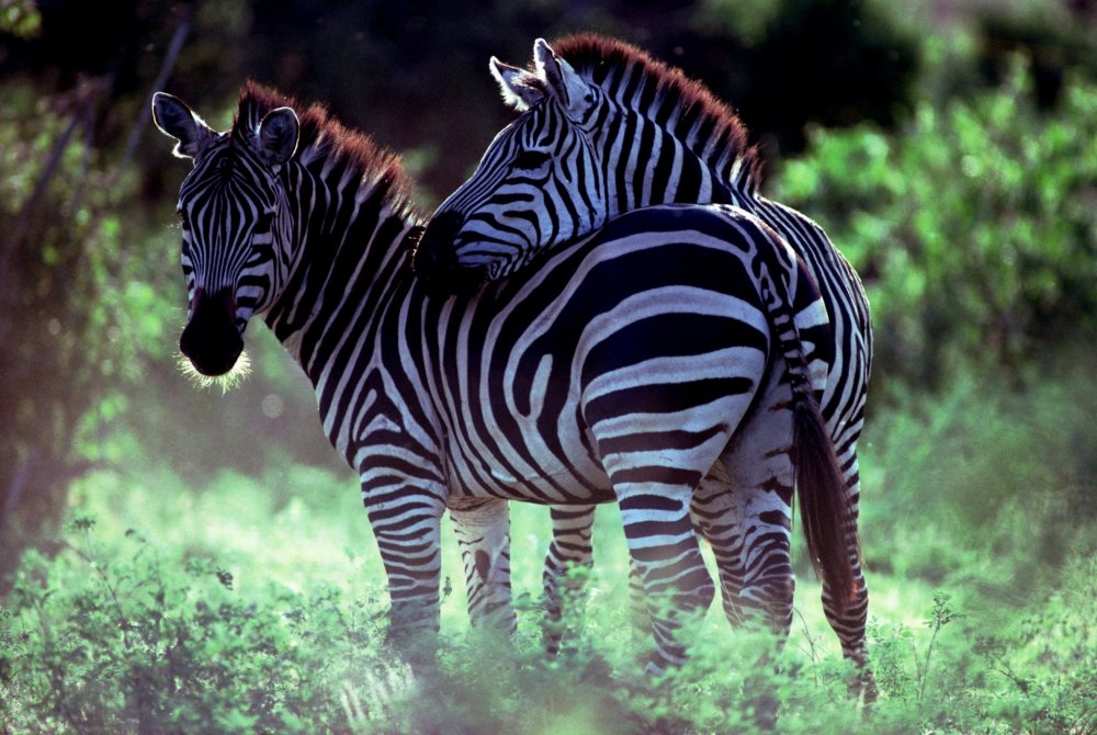 Сафари Кения зебры