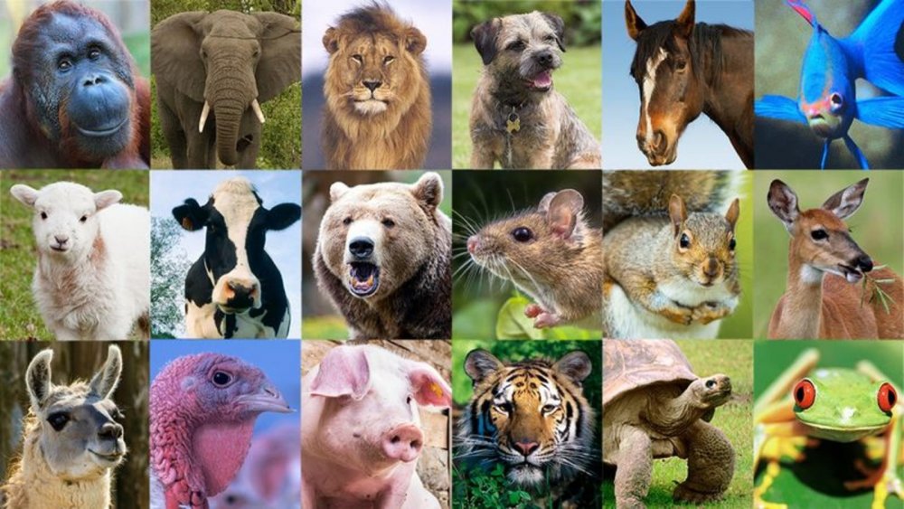 Несколько животных на одной картинке
