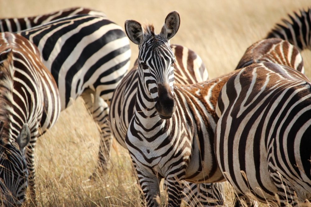 Зебры в Африке в саванне
